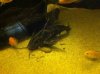 ImageUploadedByMonsterAquariaNetwork1413868041.452503.jpg