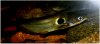 ImageUploadedByMonsterAquariaNetwork1414491326.145285.jpg ImageUploadedByMonsterAquariaNetwork1414491326.145285.jpg