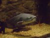 Blue_catfish.jpg