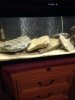 ImageUploadedByMonsterAquariaNetwork1415058432.620911.jpg
