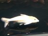 ImageUploadedByMonsterAquariaNetwork1415676393.354008.jpg