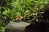 DSC_6081_zps30e6bfe3.jpg