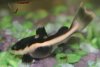 new house fish 367.jpg