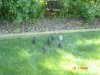 Picture 005.jpg