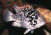 cuban_cichlid_lg.jpg