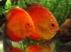 101726Discus_Couple_web-med.jpg