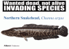 fish_wanted.gif