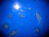 Moon-Jellies.gif