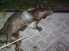 imgp0511.jpg