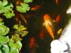 Fish 09.JPG