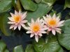 lilies 11.JPG