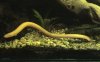 Albino Rope Fish.jpg