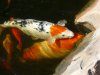 Kyoto & Nemo.JPG Kyoto & Nemo.JPG