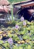 My Pond 27.jpg My Pond 27.jpg