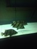 ImageUploadedByMonsterAquariaNetwork1417347004.512676.jpg ImageUploadedByMonsterAquariaNetwork1417347004.512676.jpg