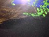 ImageUploadedByMonsterAquariaNetwork1417395351.369774.jpg