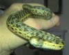 Snickerthe Snake.jpg
