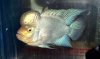 ImageUploadedByMonsterAquariaNetwork1418347653.993405.jpg ImageUploadedByMonsterAquariaNetwork1418347653.993405.jpg