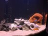 Cichlid tank 2.jpg