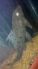 Fish 1.jpg