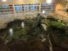 top view pond aquarim.jpg