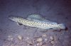 lota+lota+burbot+huge+world+record+largest+igfa+gigante+pesce+biggest+fishes+fish++pesce+bottatr.jpg