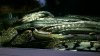 bichir_pile_2.jpg