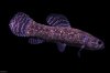 IMG_4552#2.JPG