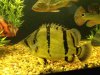 ImageUploadedByMonsterAquariaNetwork1419959744.283772.jpg