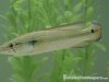 Big%20Fish%20058%20%28Small%29.jpg