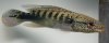 Crenicichla%20lenticulata06.jpg