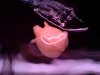 alb sshell - 1.75 (6-08)b.jpg