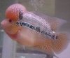 MarchPicsMoreDreamFlowerhorns.jpg