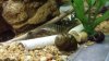 loach.jpg
