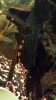 unknown pleco.jpg