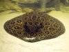 potamotrygon_pearl.JPG