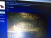 ImageUploadedByMonsterAquariaNetwork1424581046.016785.jpg