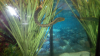 eel1.png