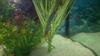 eel2.png
