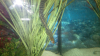 eel3.png