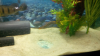 eel4.png