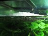 Hepsetus odoe spawning day 03 009.JPG