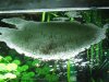 Hepsetus odoe spawning day 03 025.JPG