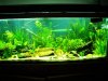 75gallon-plantedtank.jpg