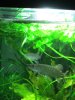 Hepsetus Odoe spawning Day 04 006.JPG