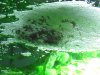 Hepsetus Odoe spawning Day 04 014.JPG