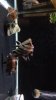 ImageUploadedByMonsterAquariaNetwork1425675704.738982.jpg ImageUploadedByMonsterAquariaNetwork1425675704.738982.jpg