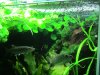 Hepsetus odoe spawning day 05 003.JPG