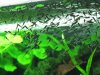 Hepsetus odoe spawning day 05 006.JPG