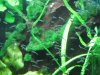 Hepsetus odoe spawning day 06 032.JPG